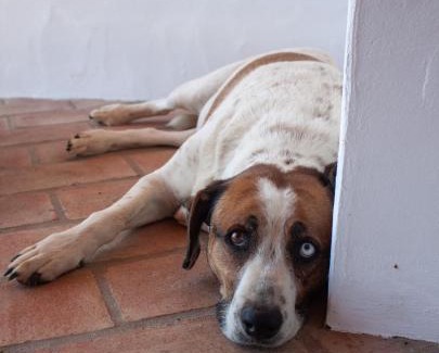 Gloria House | Sharish - Monte Das Estevas