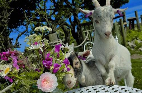 Llanerchymedd House | Short & Sweet Alpaca Retreat