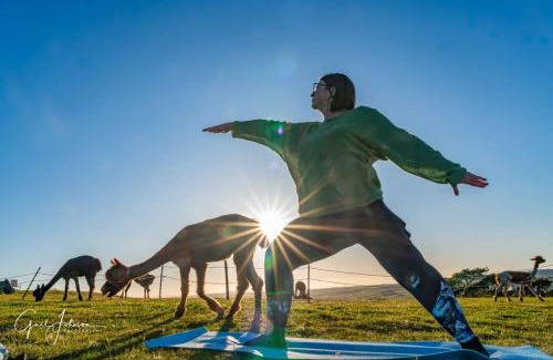 Llanerchymedd House | Short & Sweet Alpaca Retreat