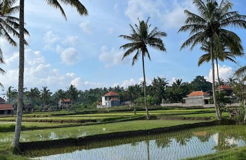 Tampaksiring Villa | Shri Wedari Private Pool with Ricefield View