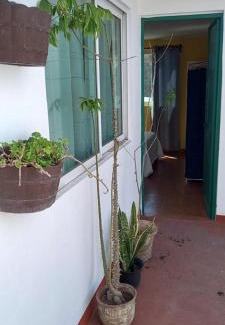 Amecameca Apartment | Terraza Amecameca