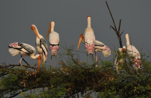 Bharatpur Resort | The Birder's Inn