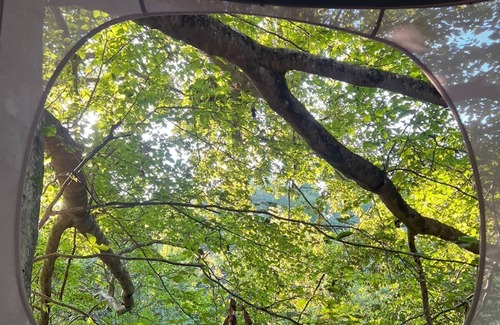 Fountain Run Cabin | The EH Frame with Tree Pod in the woods!