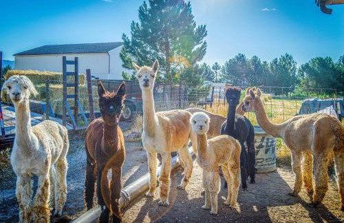 Fruitvale House | The Farmhouse at Grand Valley Getaway with Alpacas!