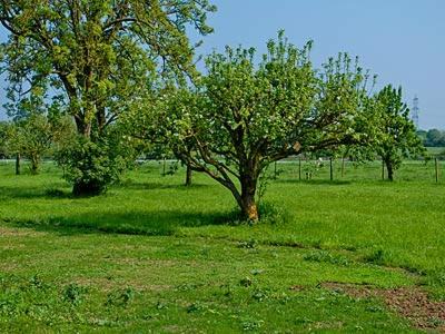 Diss House | The Granary