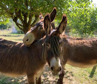 Lavernat House | The Llama Farm France