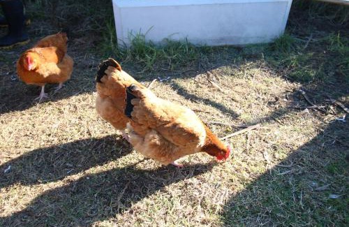 Ohope House | The Red Hen And Dog