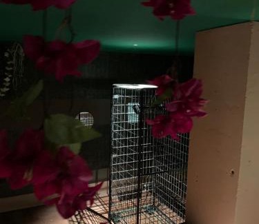 Altkirch Hotel | The Secrets Jungle