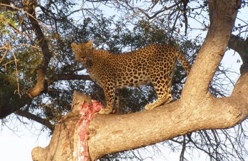 Kruger National Park Cabin | Thornybush Simbambili Lodge