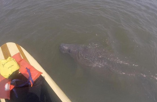 Hodgmans Daytona Boat Rental | Three Brothers Dolphin and Manatee Adventure Tour