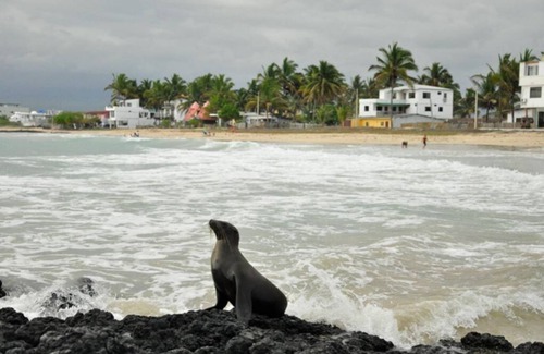 Puerto Villamil House | Tour to volcan, swim with sharks! Double Room Suite #2
