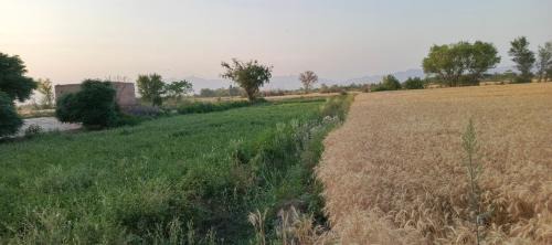 Punjab Other | Traditional Village Farm Stay Nature & Peace in desi food