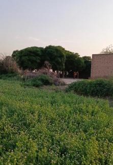Punjab Apartment | Traditional Village Farm Stay Nature & Peace in desi food