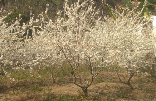 Trung Khanh House | Triệu Chương Homestay