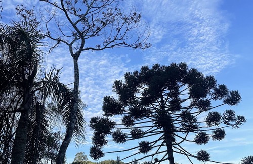 Doutor Pedrinho Cabin | Vale Dos Pinheiros