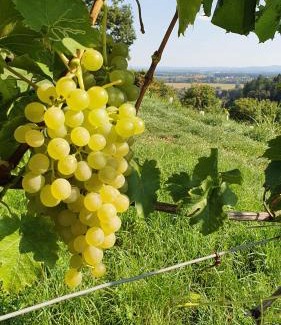 Lang Apartment | Weingut & Ferienwohnungen Lenhard