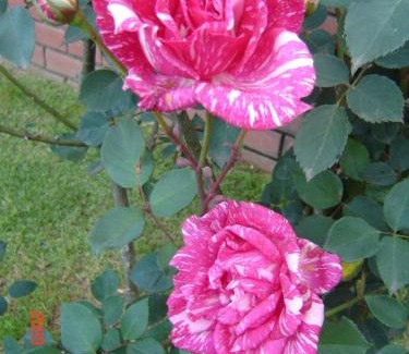 Graskop Bed & Breakfast | Westlodge at Graskop B&B