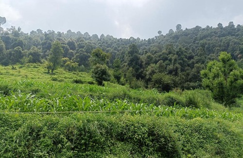 Rajauri House | Wild Freaks