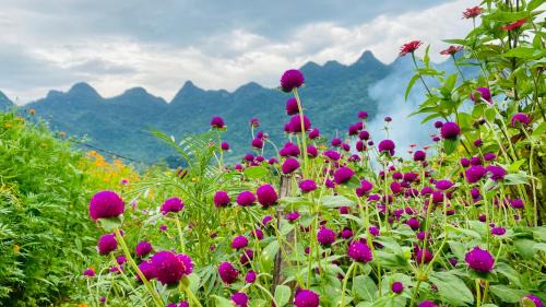 Vi Xuyen Hostel | Wind Hill Homestay Hà Giang