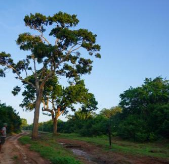 Palatupana Other | Yala Wild House