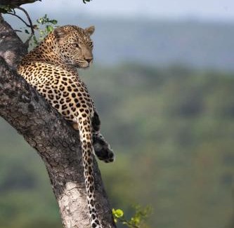 Skukuza Other | Yebo Safari Tents-Stay Inside Kruger