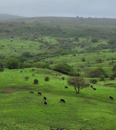 فيلا رابية جرثنوت