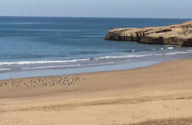 2 apartments in secure residence well located, 200 meters from the beach