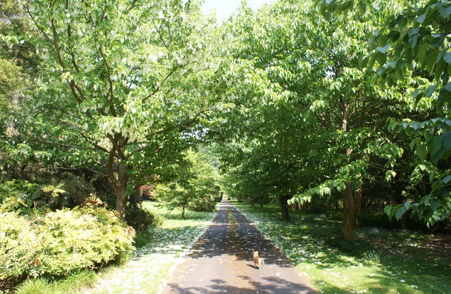 5 bed property with outdoor pool in 15 acre private garden on edge of a village