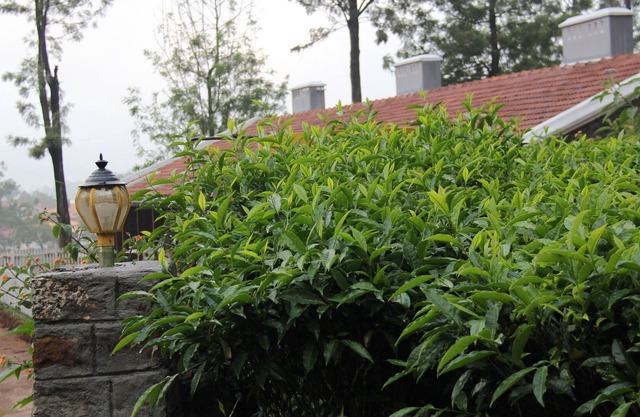 5 Star rated Heritage Property - tea, teeing and Tribals