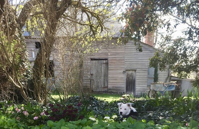 A cottage for couples! Come stay & meet our alpacas 🦙💗