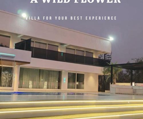 A Wild Flower