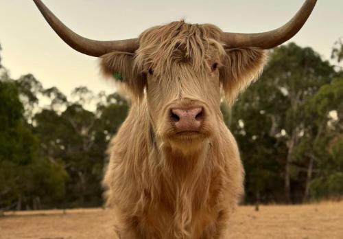 Adelaide Hills Farm Stay