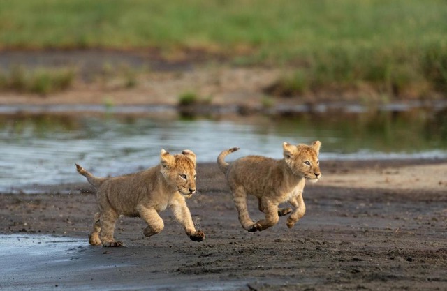Africa Safari South Serengeti Ndutu Ngorongoro
