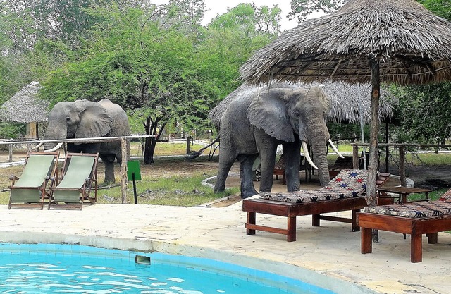 Africa Safari Selous