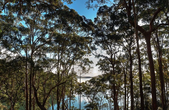 Aqua Vista - Stunning lake and tree top views. Relaxing Holiday