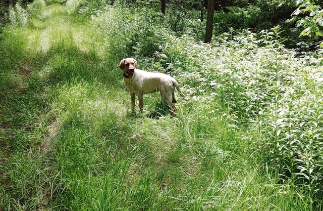 Backyard Bliss Near Bangor Concerts, Hiking, Trails. Pasture for Horses!