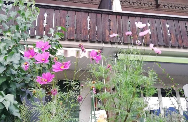 Beautiful apartment for 6 guests with TV, balcony, pets allowed and parking