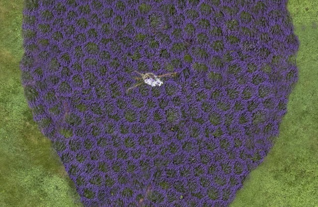 Beautiful Cottage on a Lavender Farm in the Blue Ridge Mountains