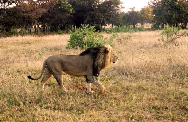 Big game viewing, rich variety of wildlife