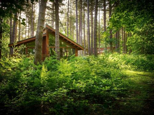 Blackwood Forest Cabins - Forest Holidays