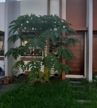 Buds Place
