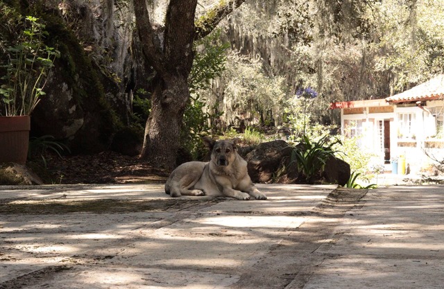 Bungalows Villa Limon