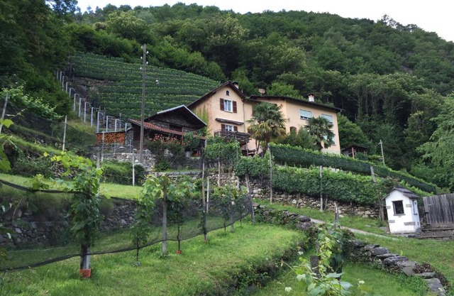 Casa immersa nel vigneto