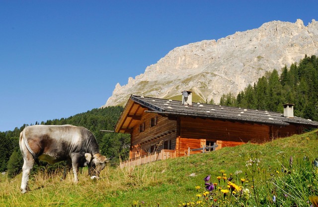 Chalet, alpine hut, ski hut in the middle of the ski area, vacation apartment