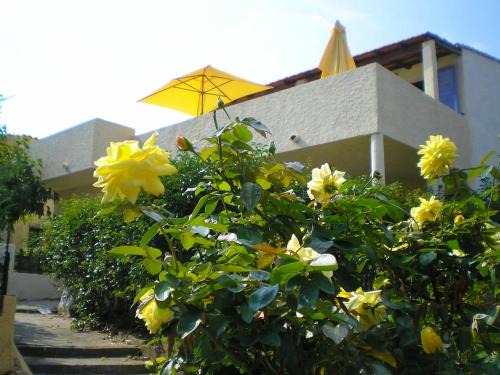 Charmant studio à Linguizzetta 23 m² avec terrasse privéeC