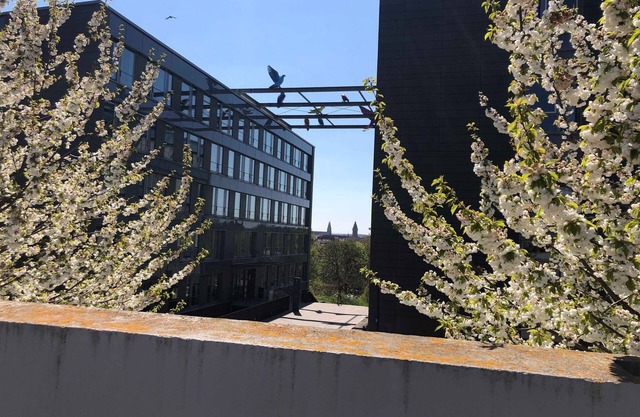 City apartment in Landau - SUP APP SO