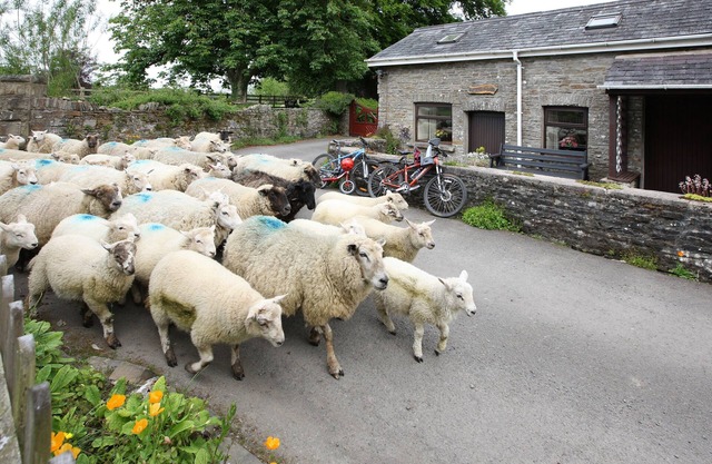 Cosy pet friendly bungalow with free WiFi