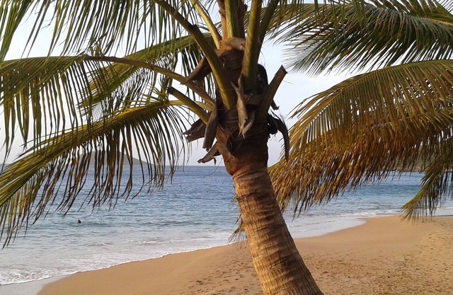Cottages in Ste Rose in lush garden