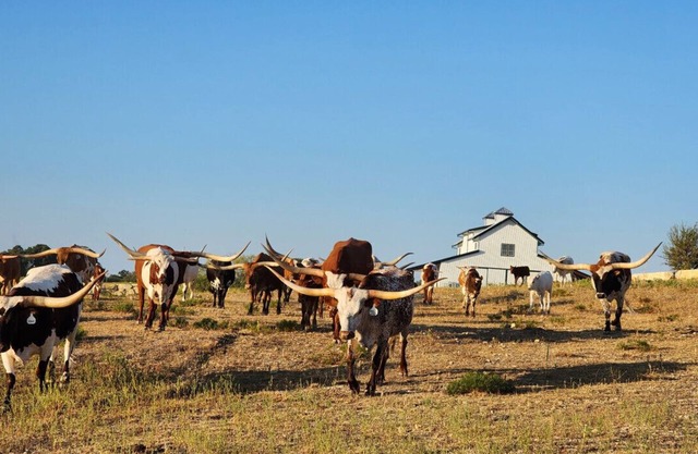 Cowboy Up - Luxury Waterfront Ranch Villa at Twin Canyons Longhorn Ranch