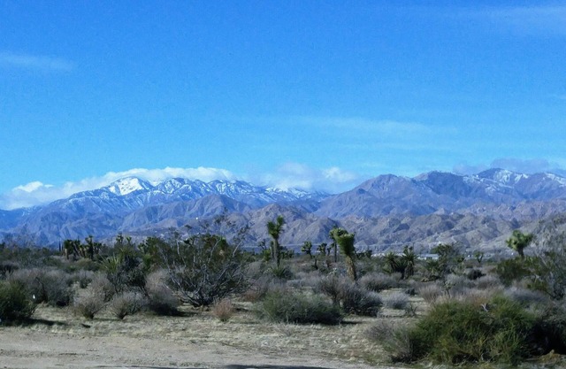 COZY JOSHUA TREE SAGE EXPERIENCE